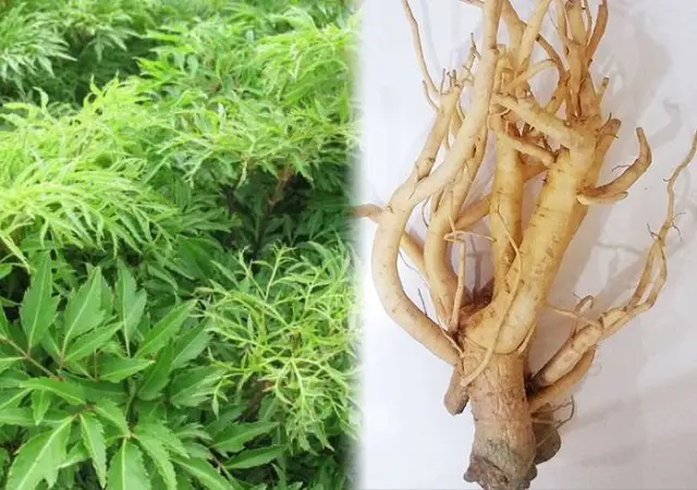 Rễ cây đinh lăng bài thuốc dân gian chữa thoái hóa khớp gối