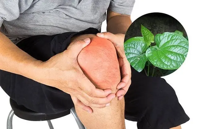 Chữa thoái hóa khớp bằng lá lốt bài thuốc dân gian chữa thoái hóa khớp gối