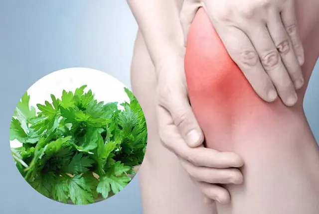 Chữa thoái hóa khớp gối bằng lá lốt bài thuốc dân gian chữa thoái hóa khớp gối